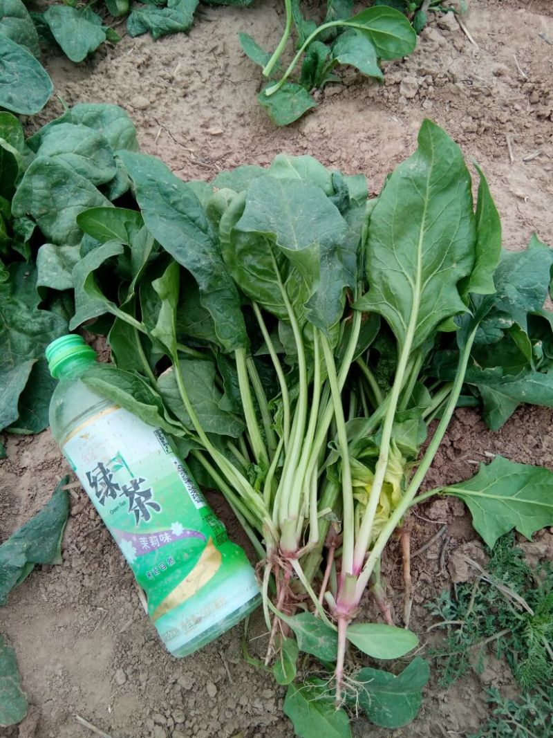 越冬菠菜25~30厘米