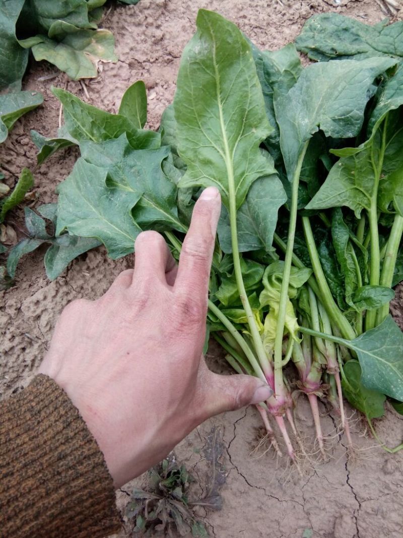 越冬菠菜25~30厘米