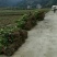 油茶苗30~50cm湘林系，长林系，无病虫害，上山成活