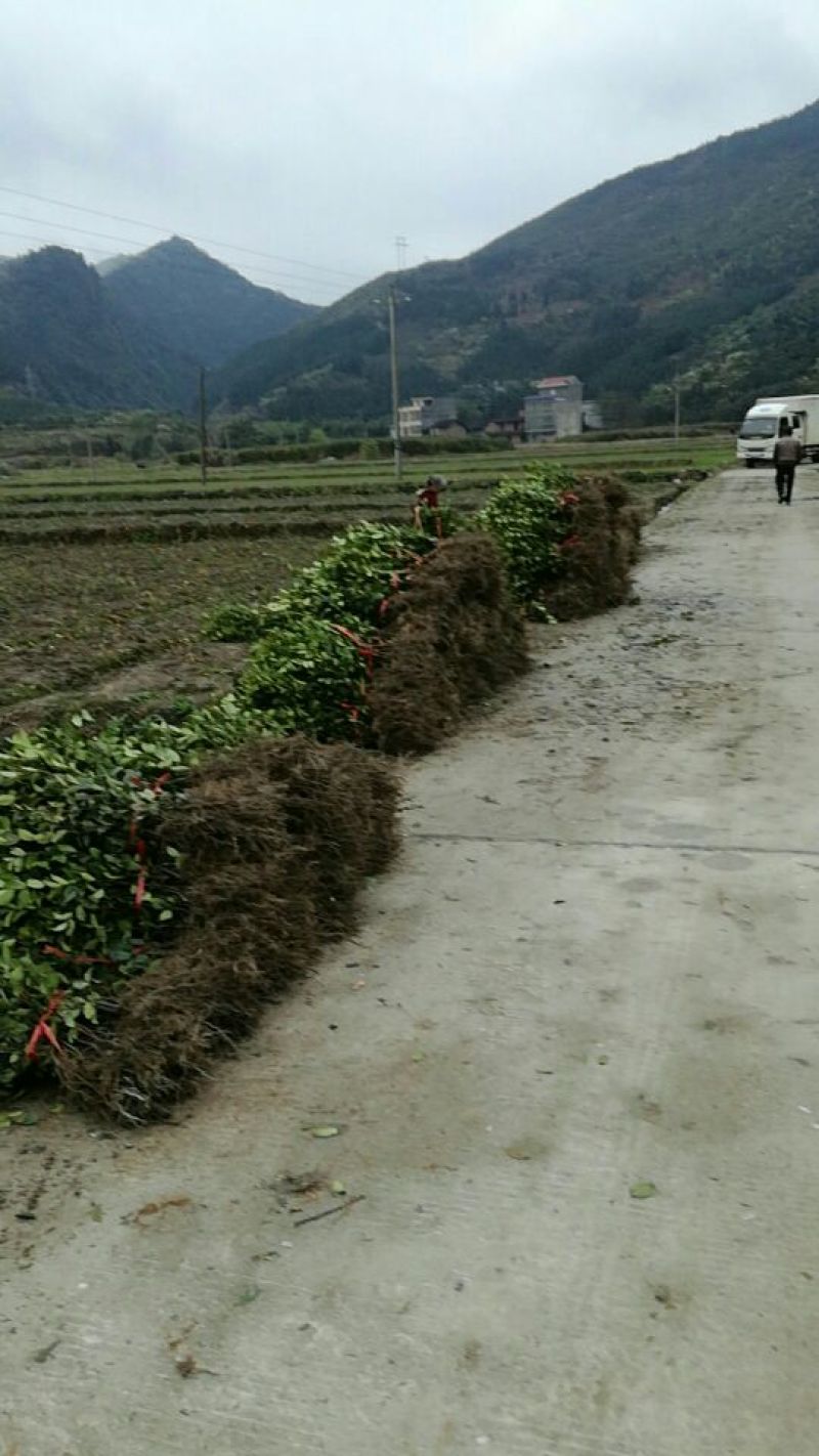 油茶苗30~50cm湘林系，长林系，无病虫害，上山成活