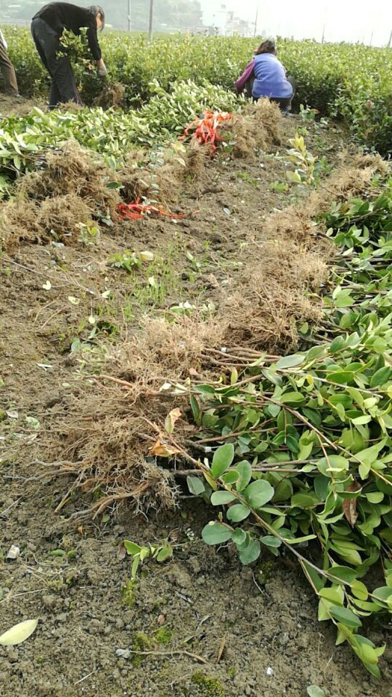 油茶苗30~50cm湘林系，长林系，无病虫害，上山成活