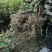 油茶苗30~50cm湘林系，长林系，无病虫害，上山成活