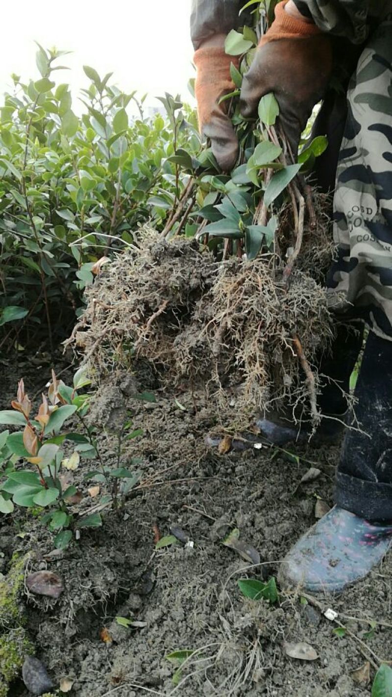 油茶苗30~50cm湘林系，长林系，无病虫害，上山成活