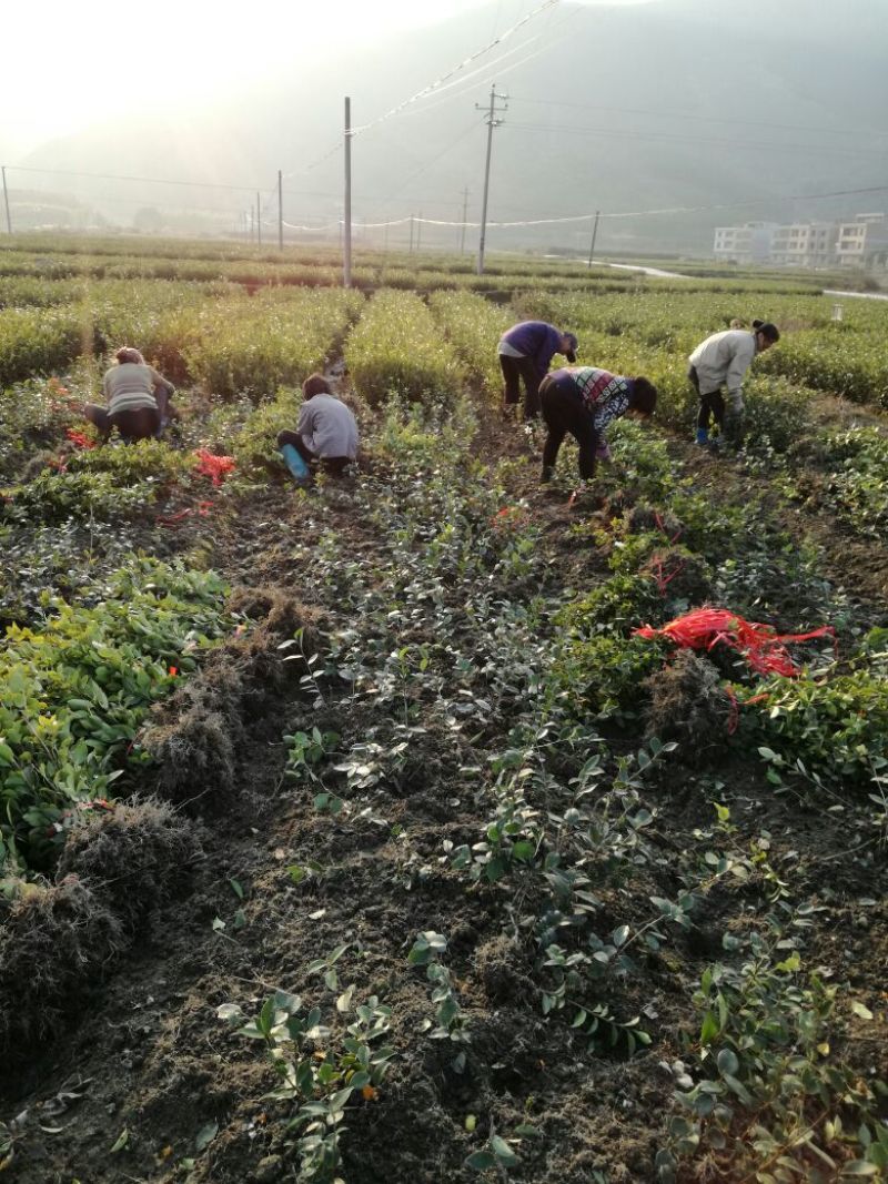 油茶苗30~50cm湘林系，长林系，无病虫害，上山成活