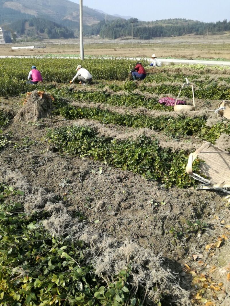 油茶苗30~50cm湘林系，长林系，无病虫害，上山成活