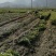 油茶苗30~50cm湘林系，长林系，无病虫害，上山成活