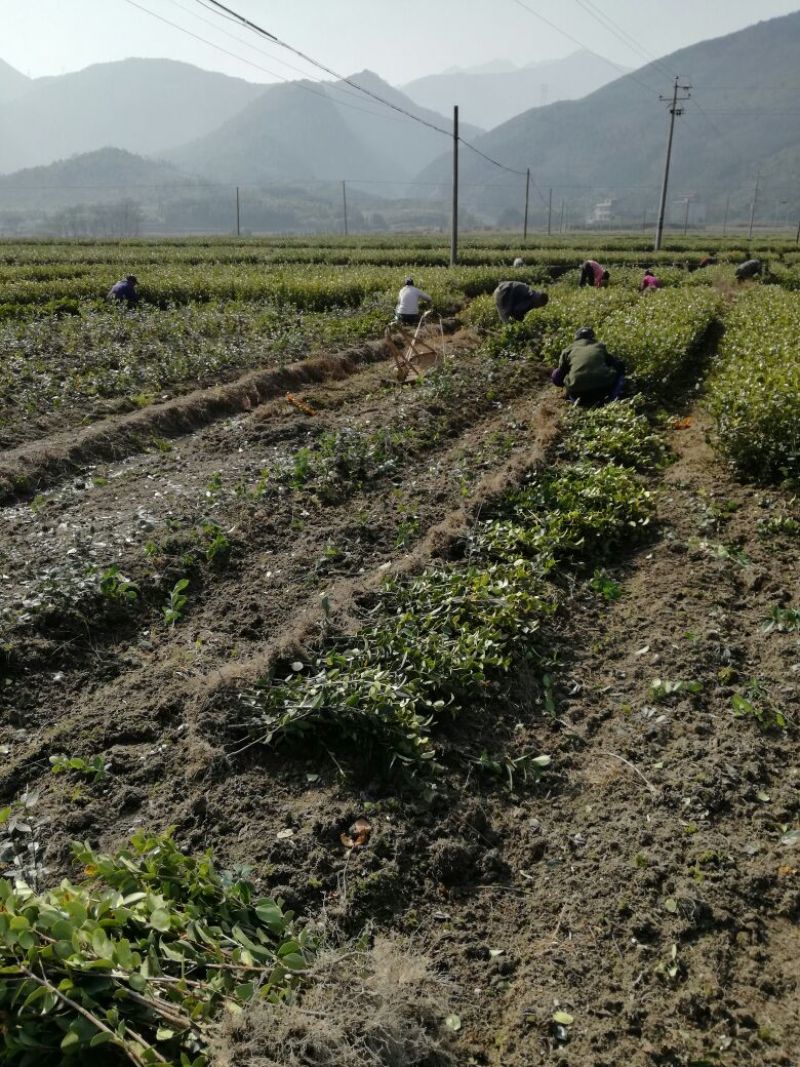油茶苗30~50cm湘林系，长林系，无病虫害，上山成活