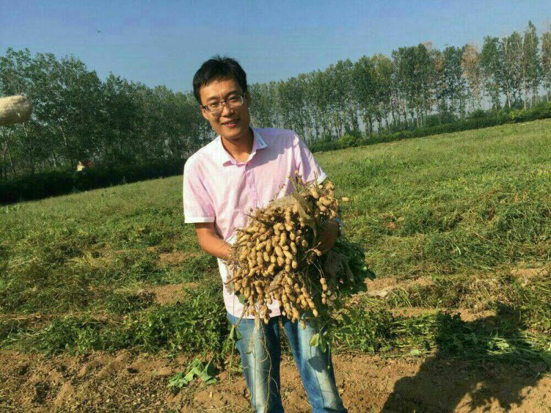 花生种子，花生芽菜种子