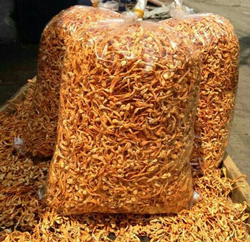 虫草花散装