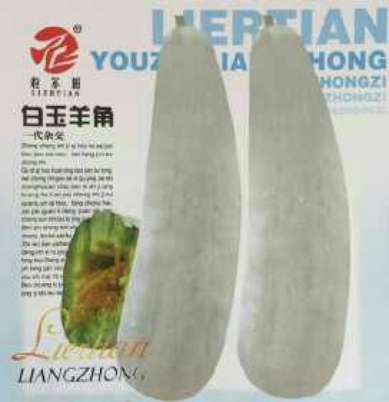 甜瓜种子