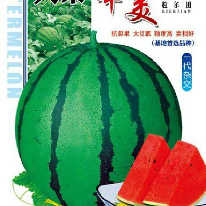 甜瓜种子