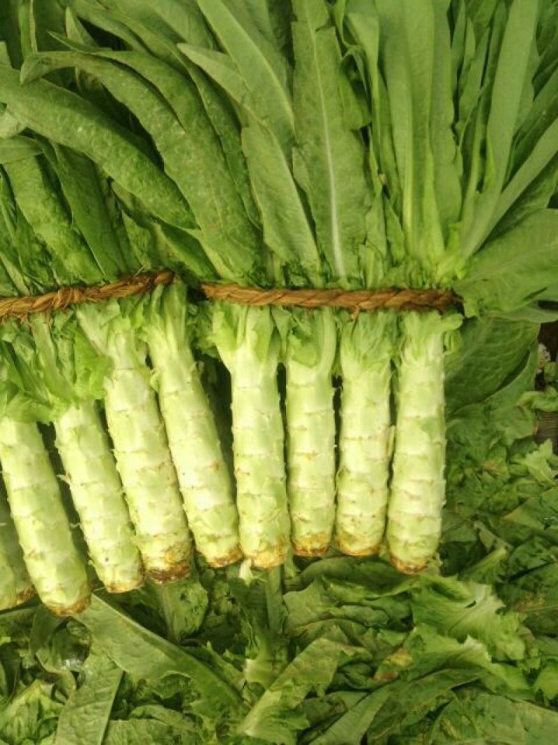 三青皮莴笋产地大量现货供应，规格齐全，对接商超市场批发商