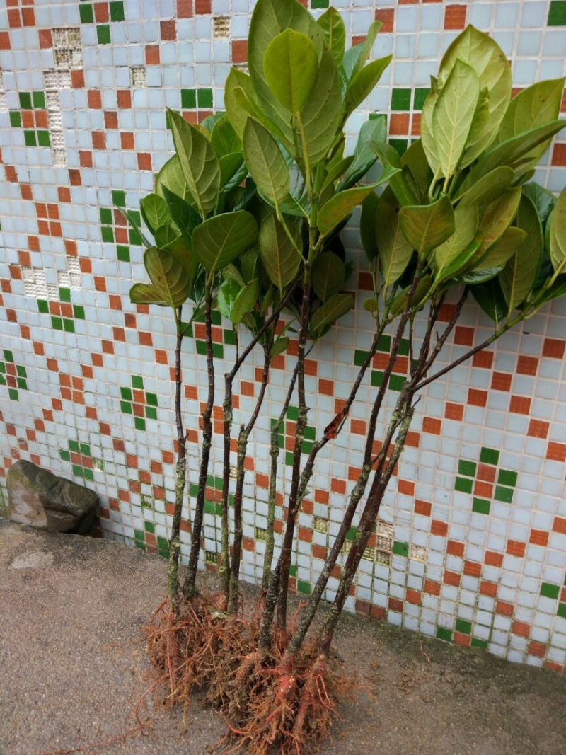 1号菠萝蜜苗稿接树