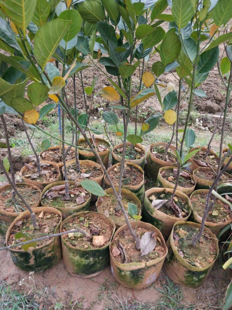 1号菠萝蜜苗稿接树