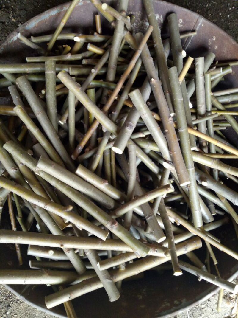 柳树种条0.5m以下
