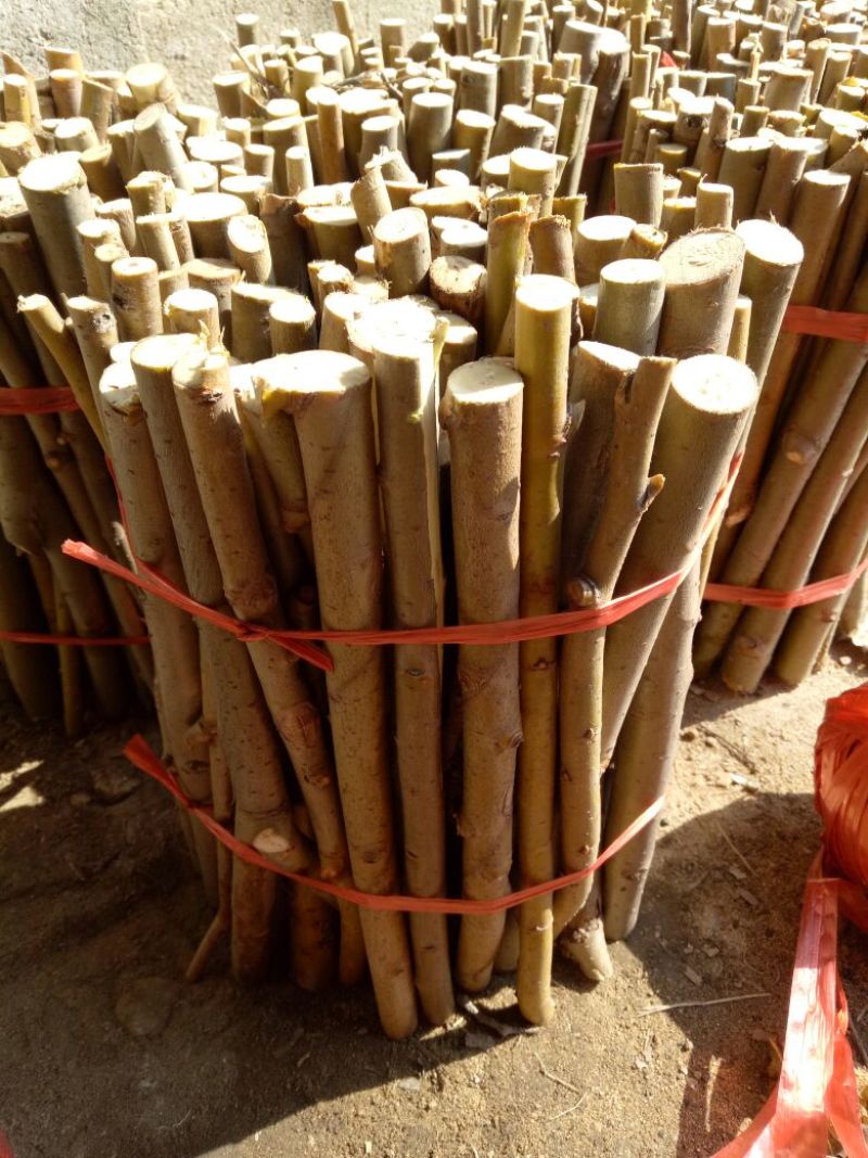 柳树种条0.5m以下