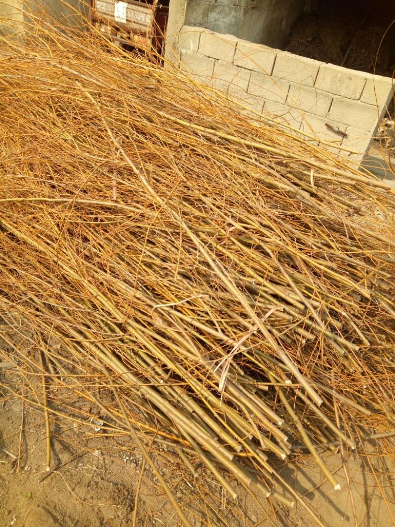 柳树种条0.5m以下
