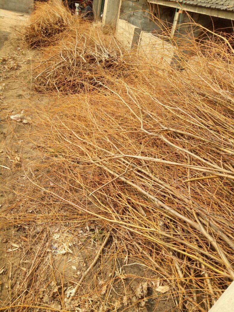 柳树种条0.5m以下