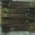 花椒苗1~2年