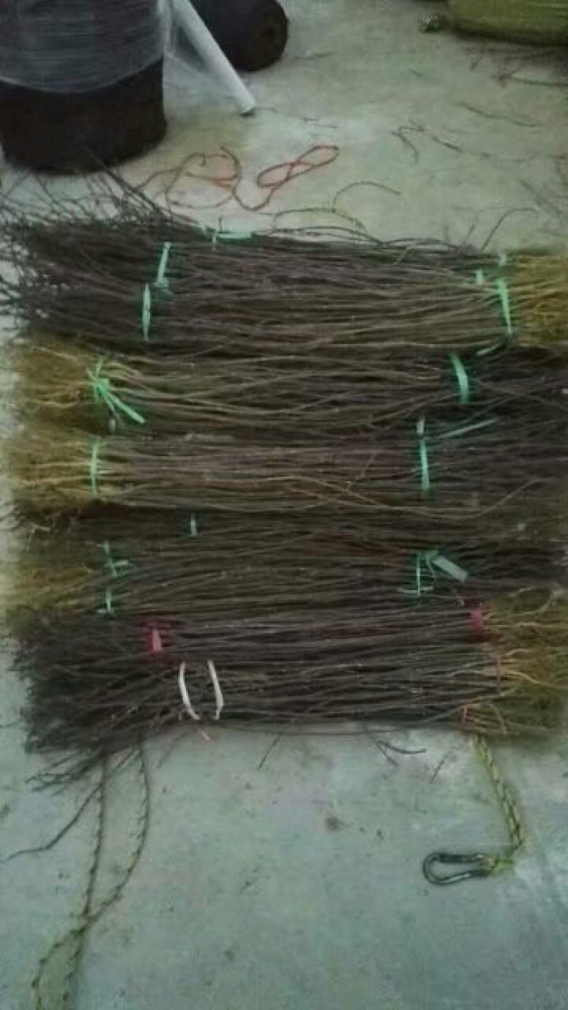 花椒苗1~2年
