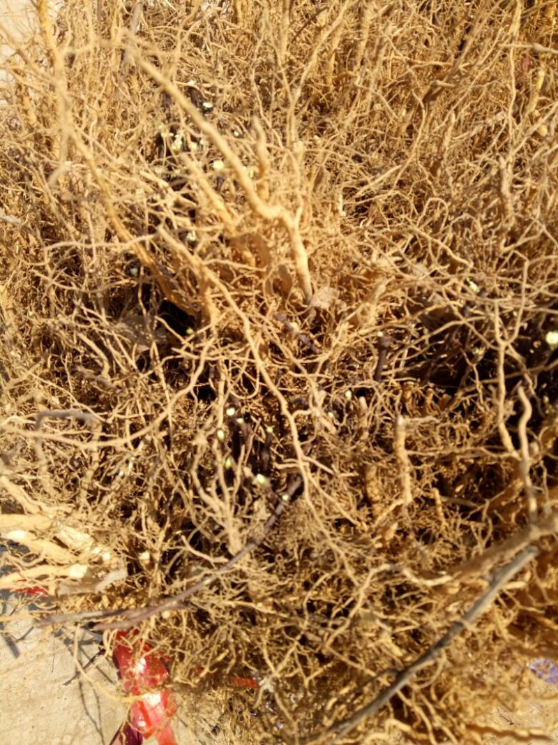 花椒苗1~2年