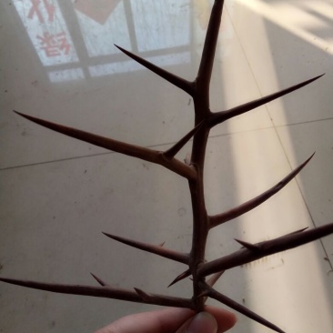 皂角树苗50~80cm