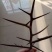 皂角树苗50~80cm