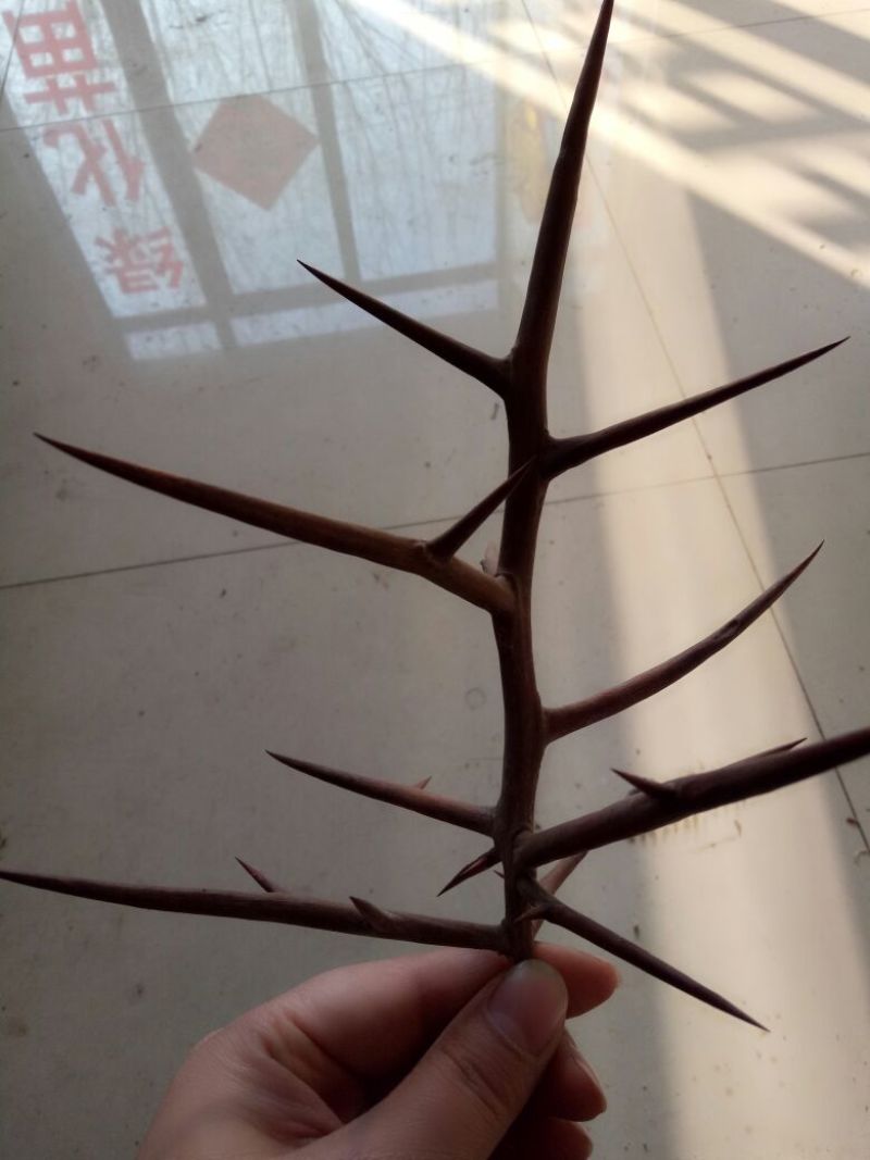 皂角树苗50~80cm