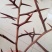 皂角树苗50~80cm