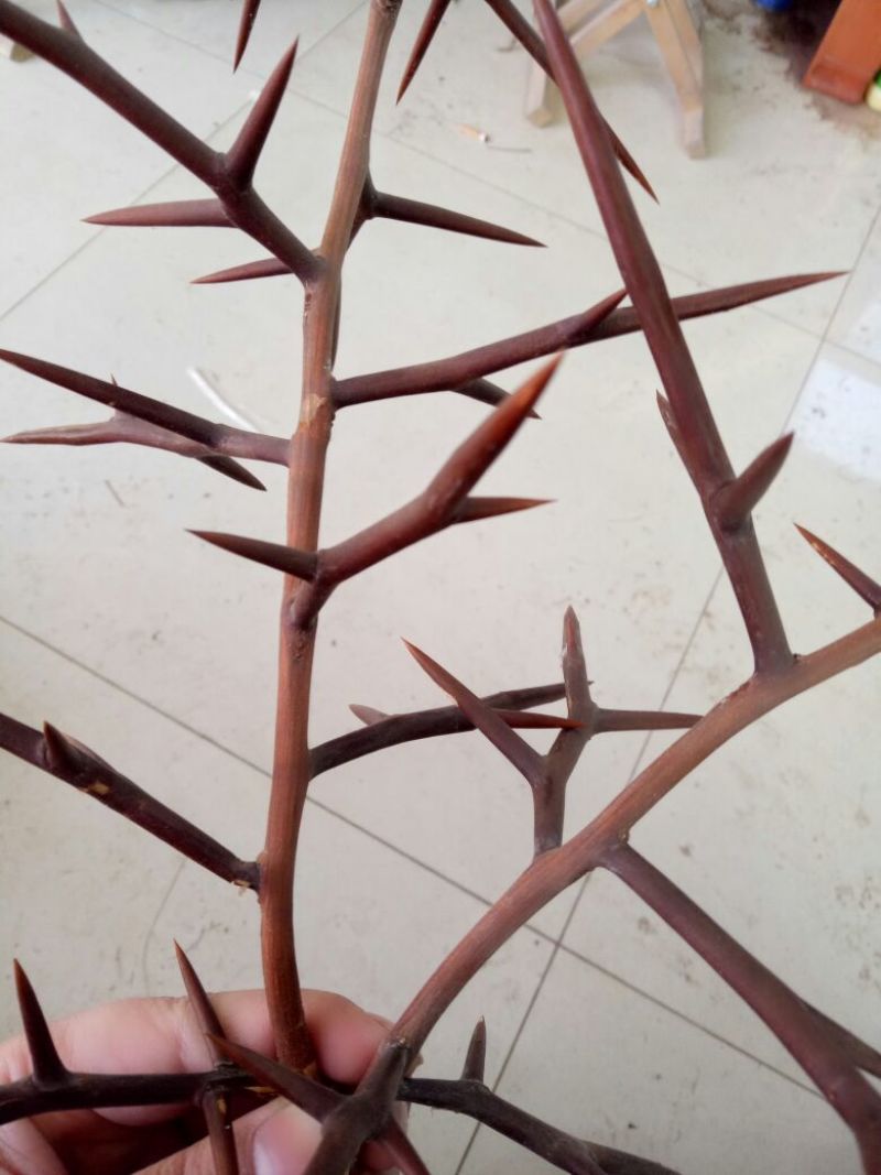 皂角树苗50~80cm