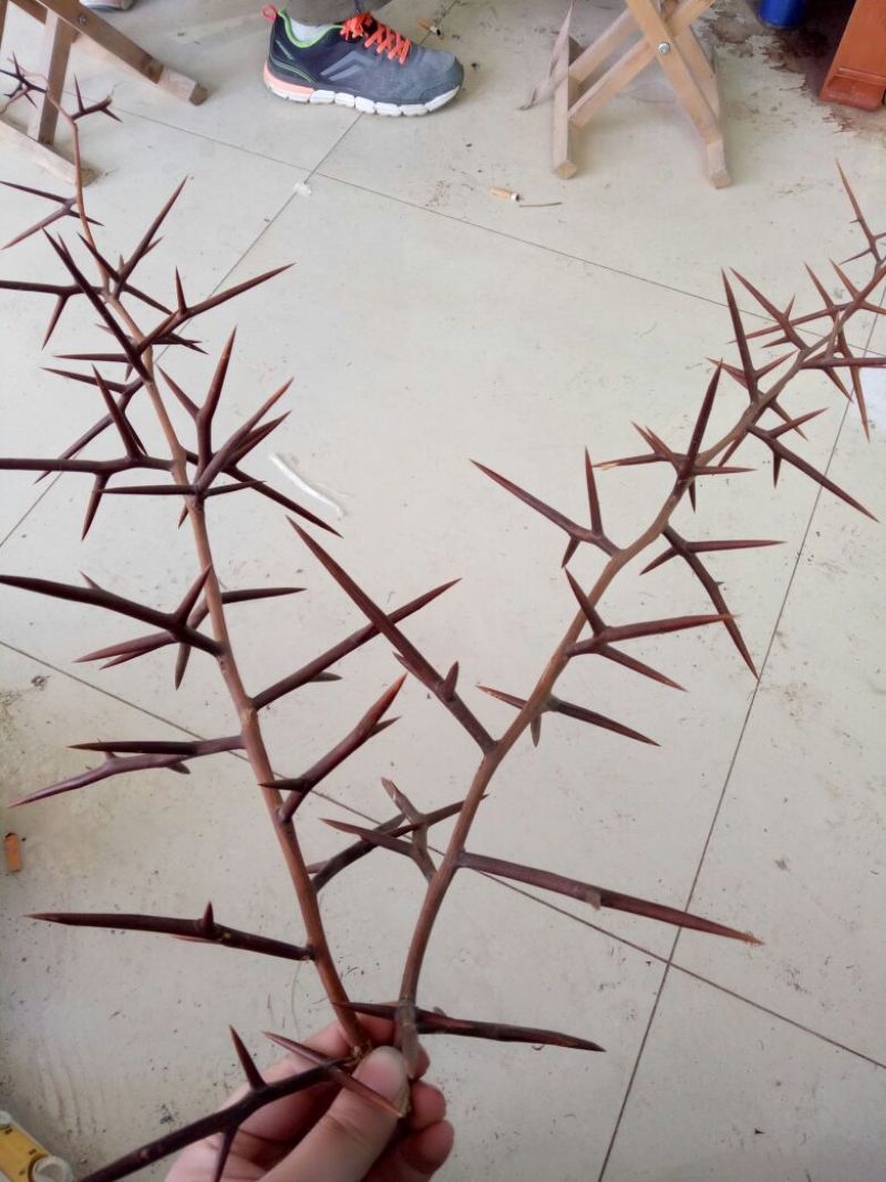 皂角树苗50~80cm