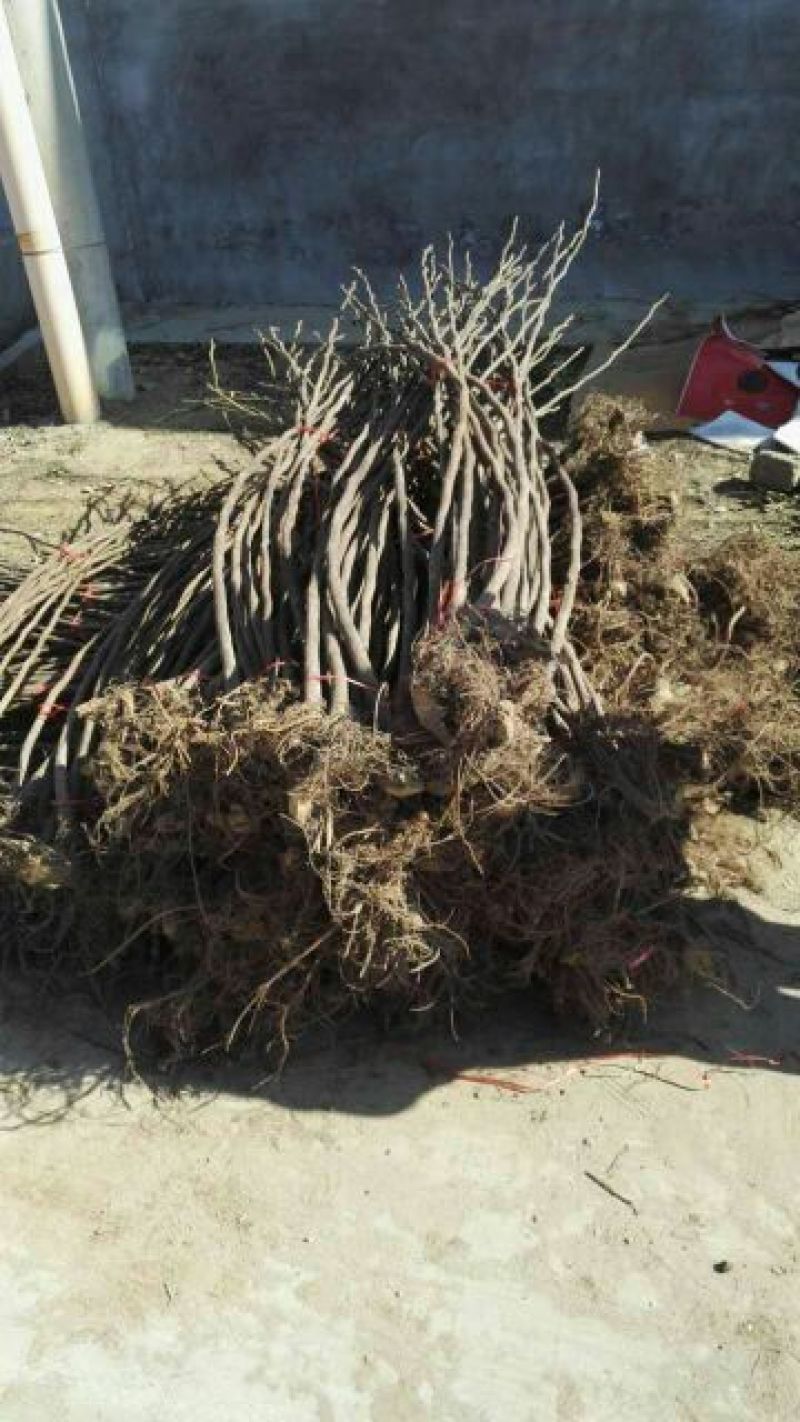 无花果树苗80~100cm