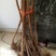 无花果树苗80~100cm