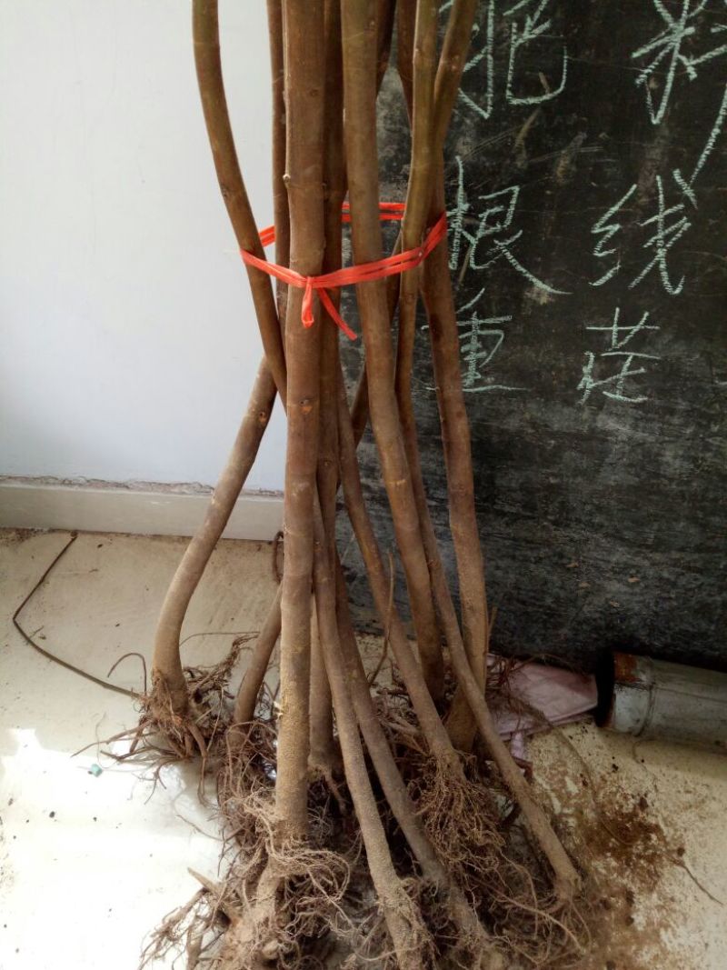 无花果树苗80~100cm