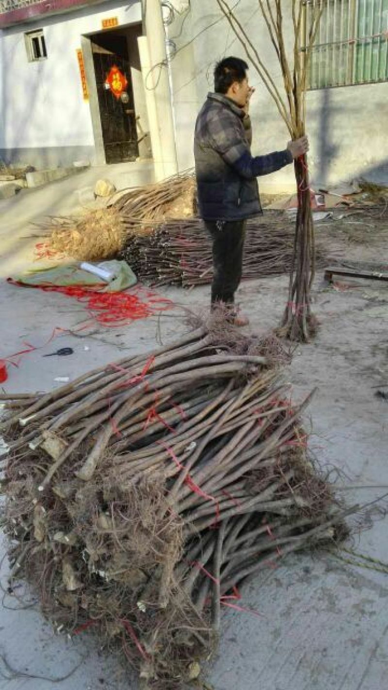无花果树苗80~100cm