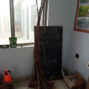 无花果树苗80~100cm