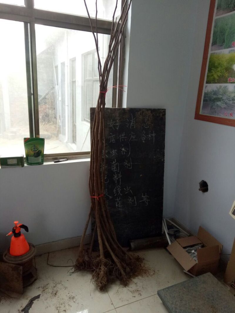 无花果树苗80~100cm