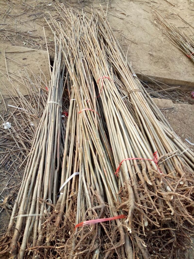 香椿苗大棚50~60cm