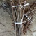 香椿苗大棚50~60cm