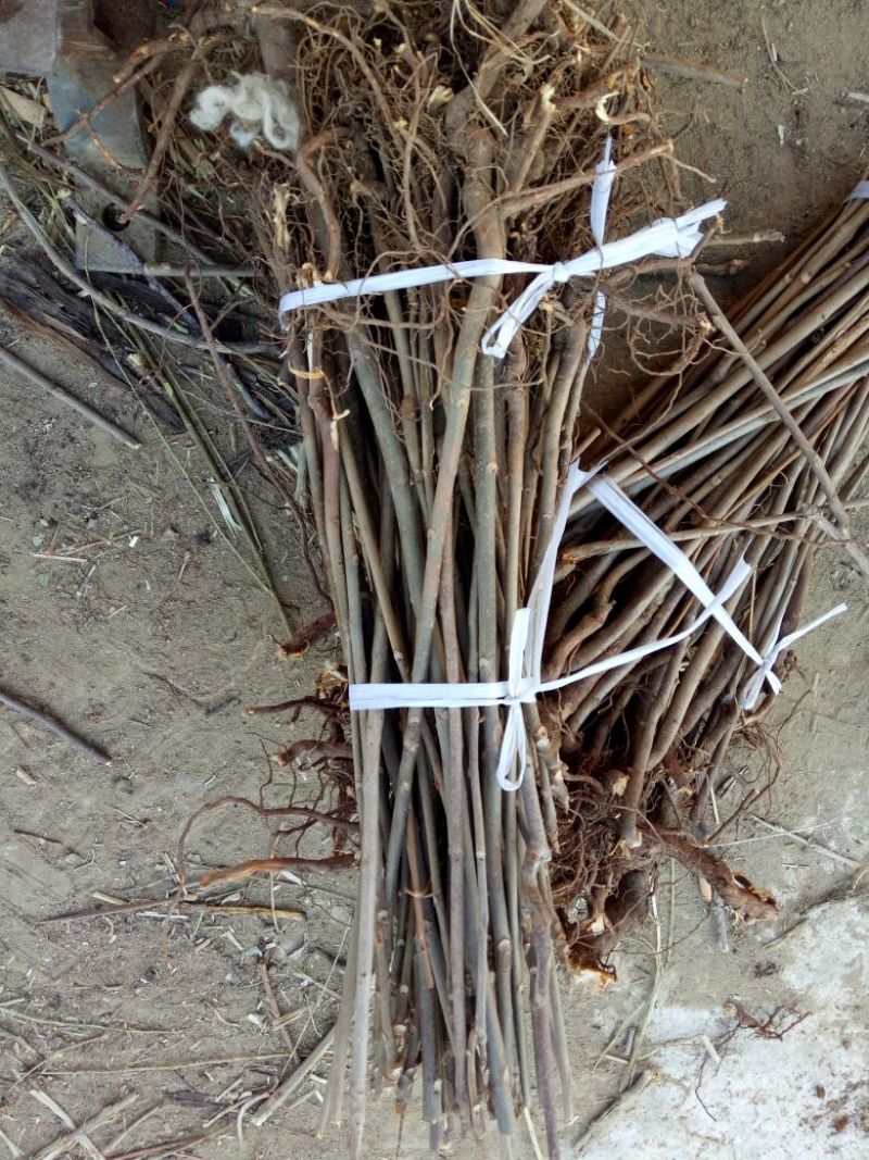 香椿苗大棚50~60cm