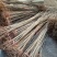 香椿苗大棚50~60cm