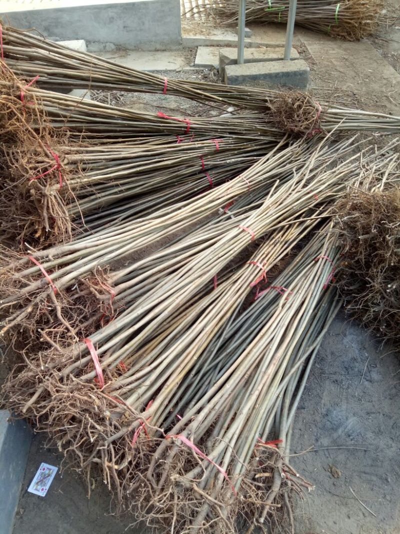 香椿苗大棚50~60cm