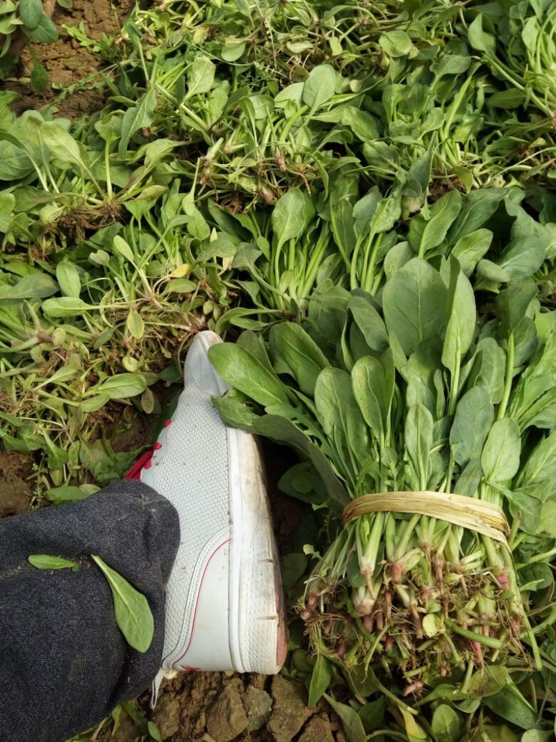 小叶菠菜30~35厘米