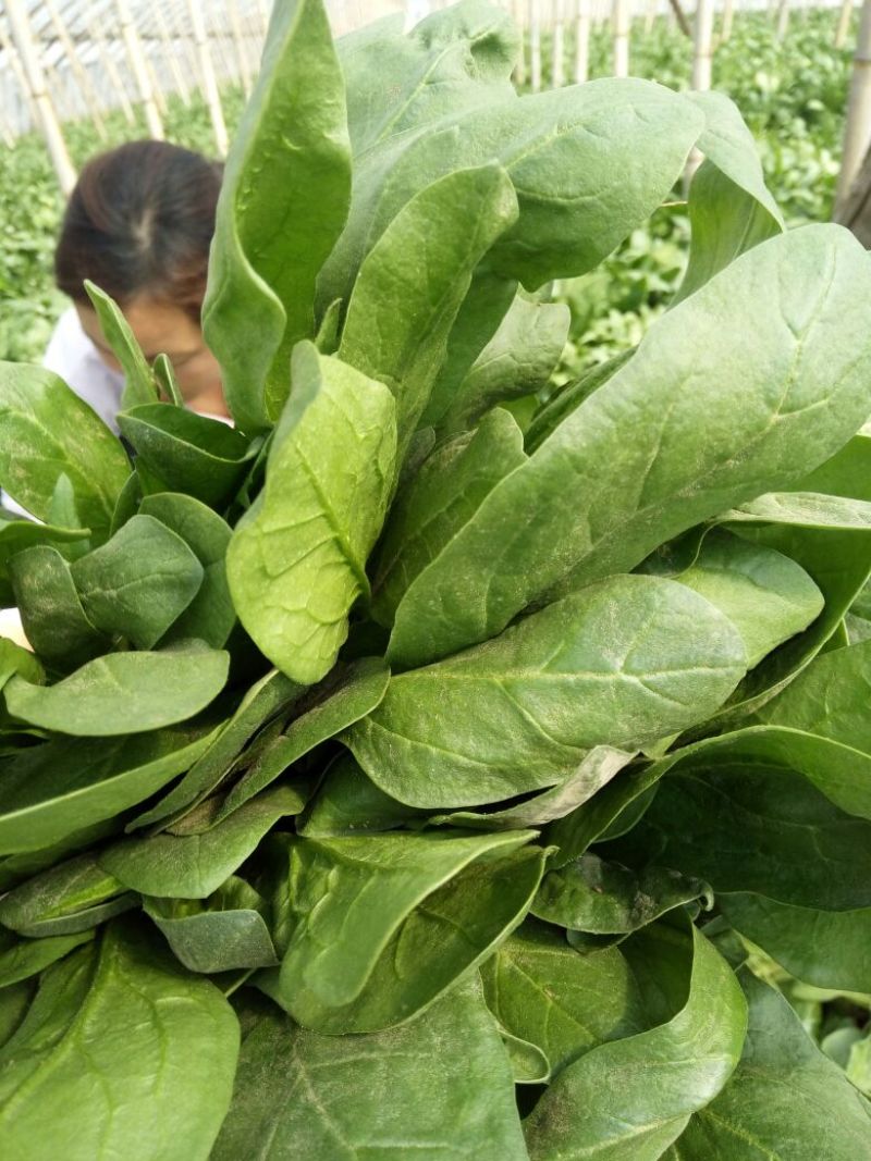 小叶菠菜30~35厘米