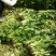 小叶菠菜30~35厘米