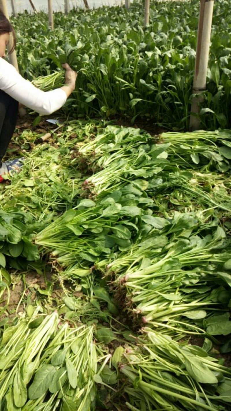 小叶菠菜30~35厘米