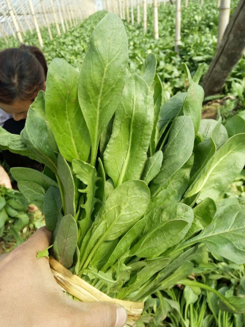 小叶菠菜30~35厘米