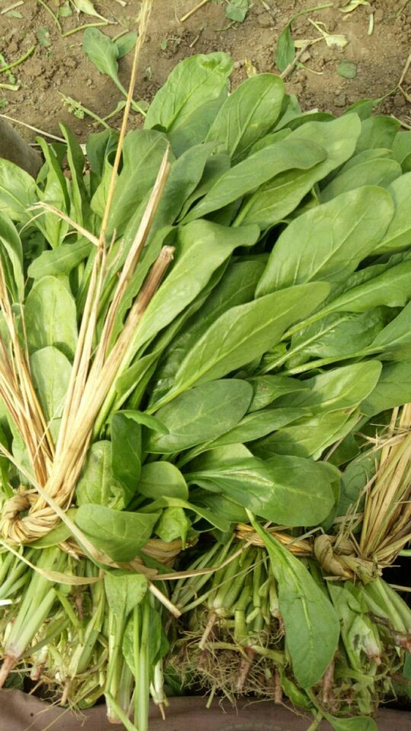 小叶菠菜30~35厘米