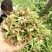 小叶菠菜30~35厘米