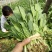 小叶菠菜30~35厘米